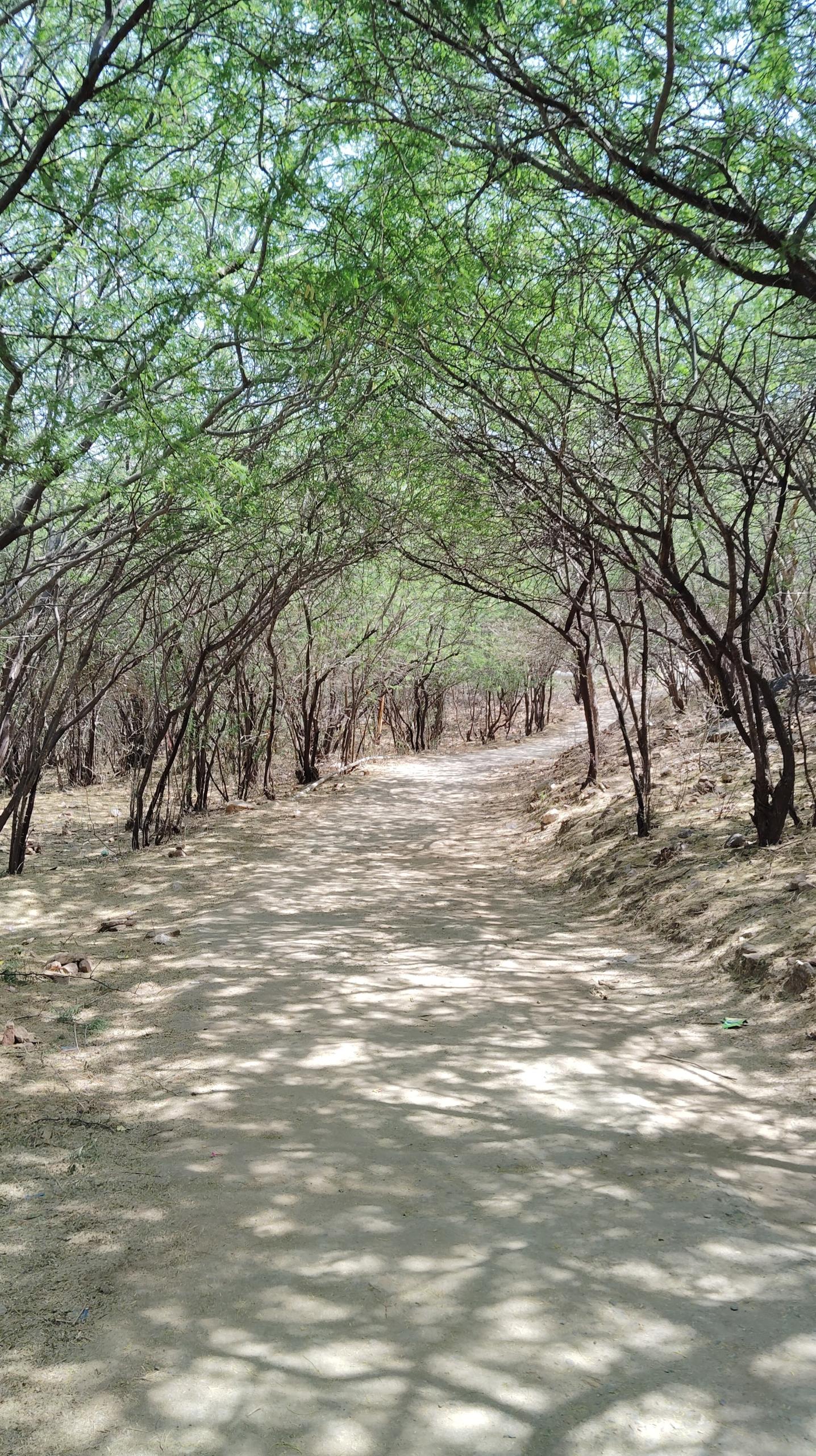 A peaceful forest path representing trauma recovery and gradual healing.